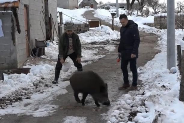 VIDEO Slavkov kućni ljubimac je divlja svinja Tito - www.vecernji.ba