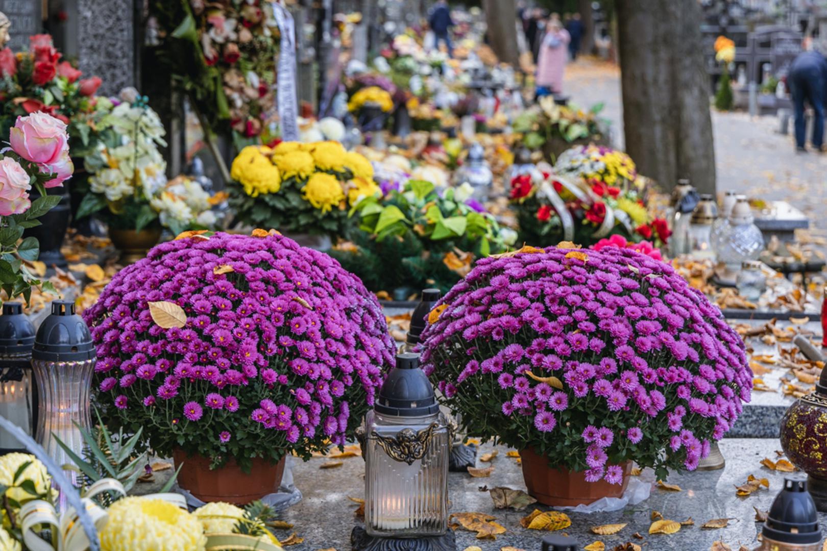 Lončanice autohtonih trajnica: Sadite vrijesak, krizantemu iz rasadnika ili ružmarin. Biljka tako nakon blagdana ne završava u kanti, nego u vrtu, a privlači oprašivače i traje sezonama. Po mogućnosti je posadite u terakota posudu bez glazure. Ako ste u mogućnosti, možete i sami uzgojiti cvijeće iz sjemena u vlastitom vrtu.
