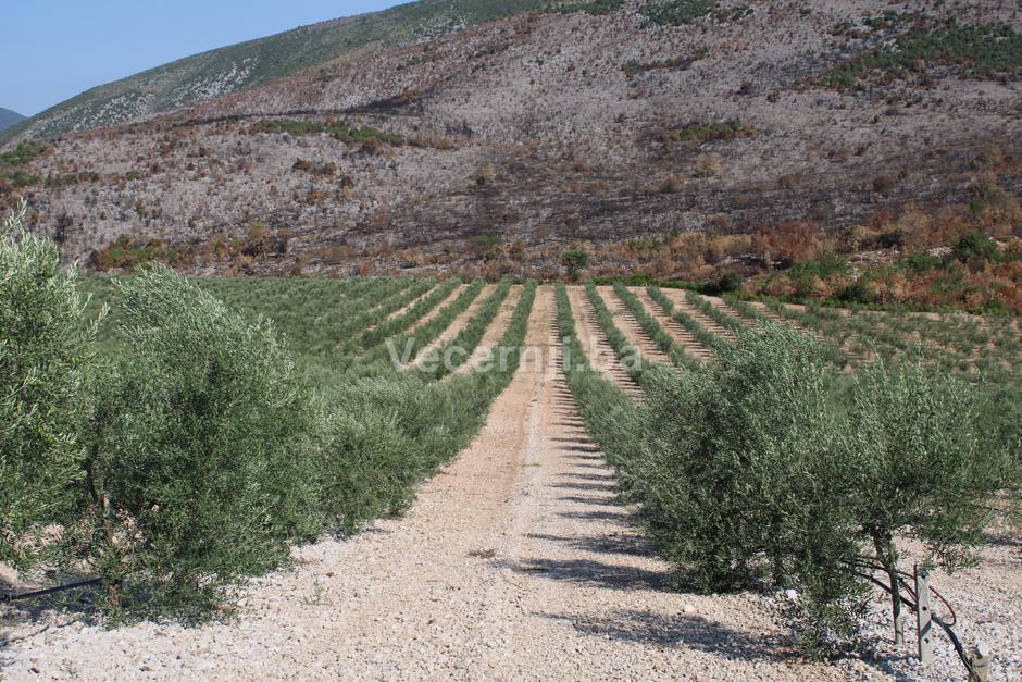 agroherc organic masline