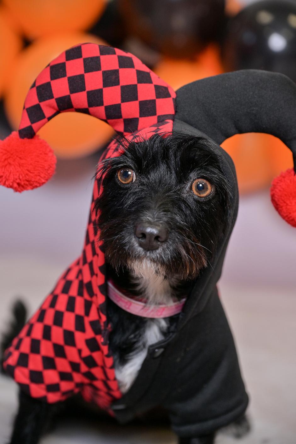 sklonište psi i mačke