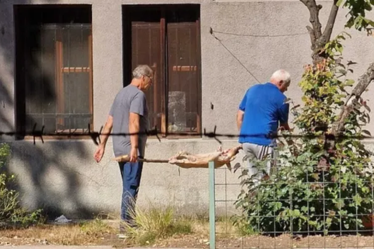 prase ispred muzeja