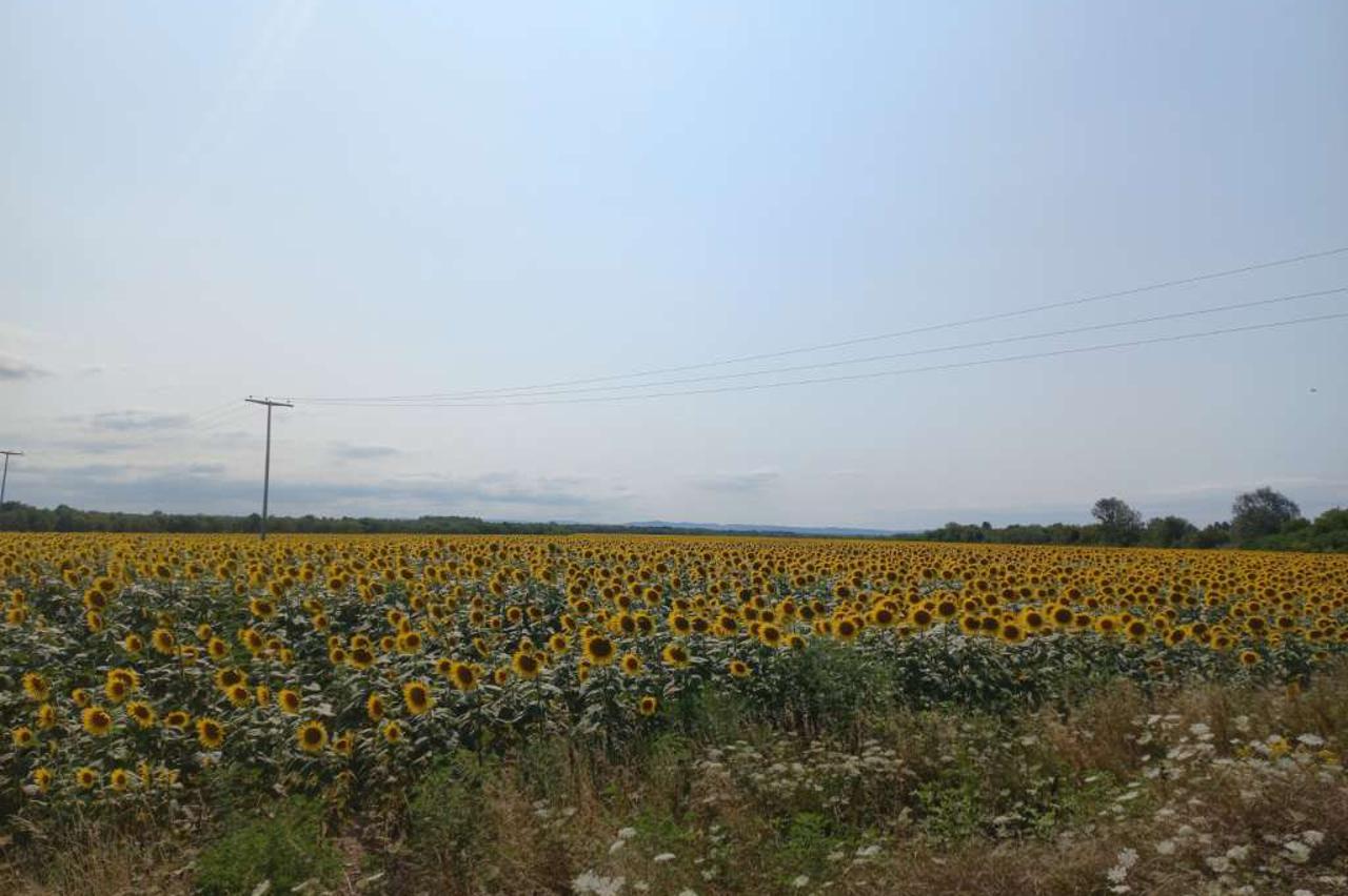 suncokret