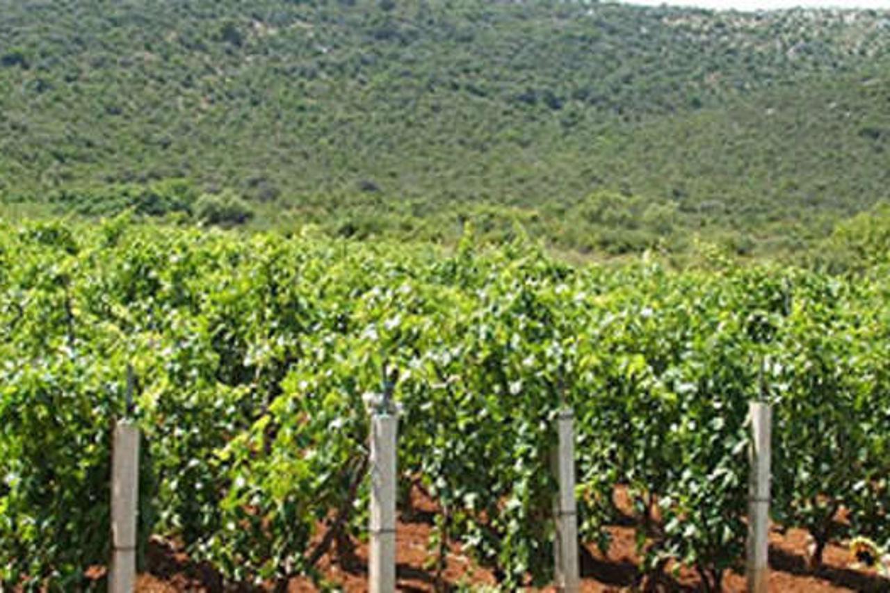 vinogradi