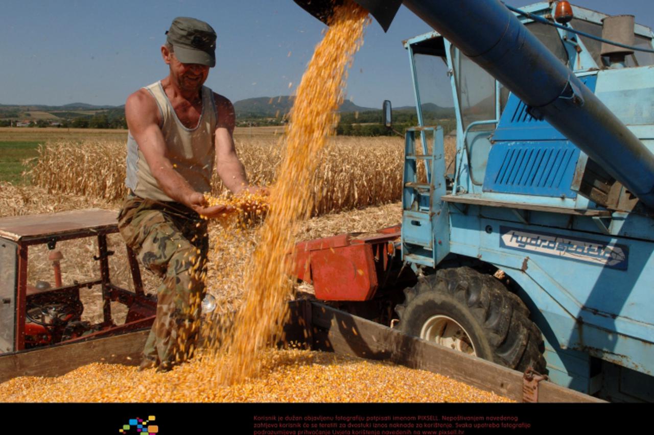 \'16.09.2011., Cesljakovci - Berba kukuruza u pozeskom kraju pocela gotovo mjesec dana ranije nego obicno. Razlog tome je susa koja je umanjila prinose. Snimio: Dusan Mirkovic/PIXSELL\'