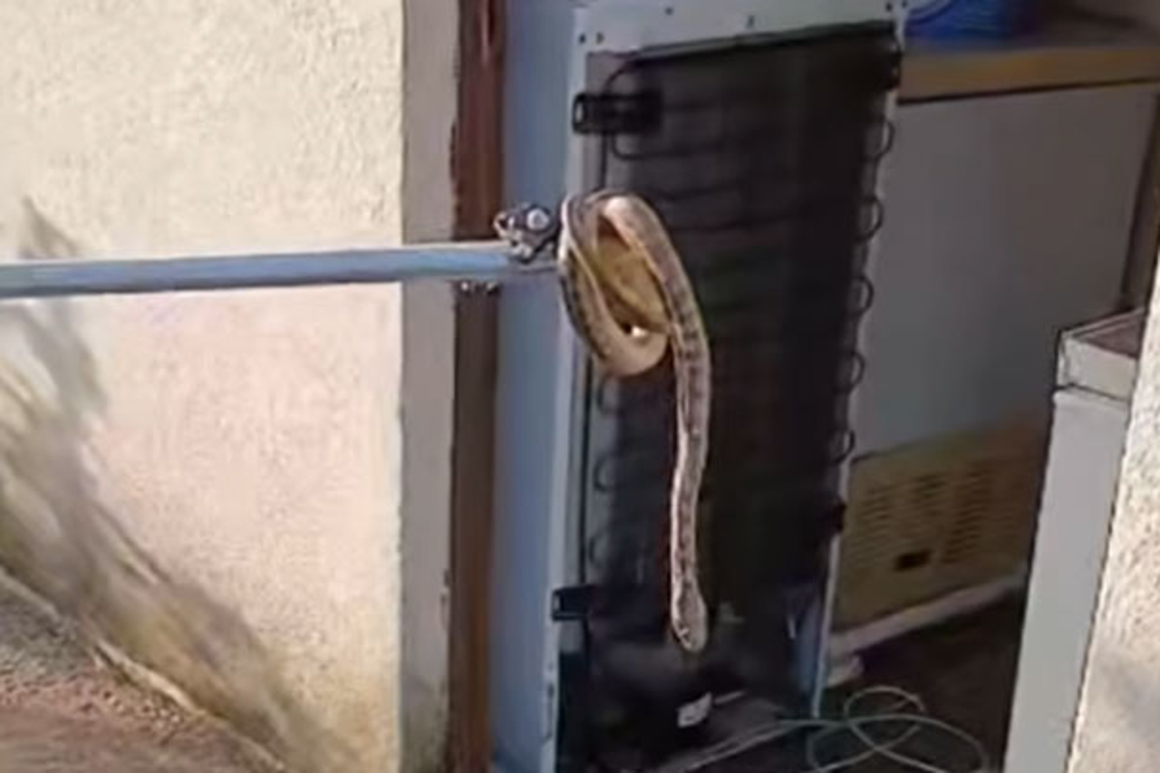 Zmija u ostavi