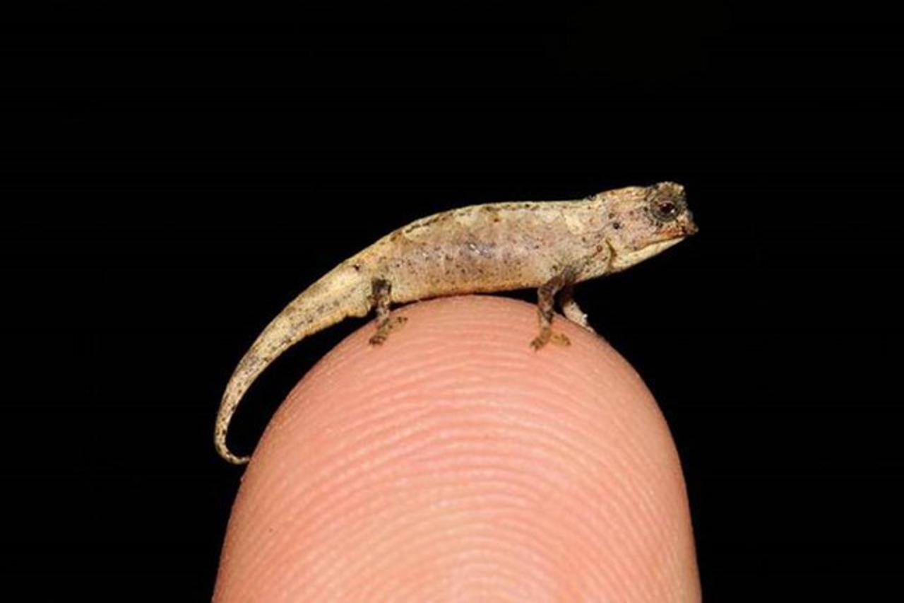 mini kameleon
