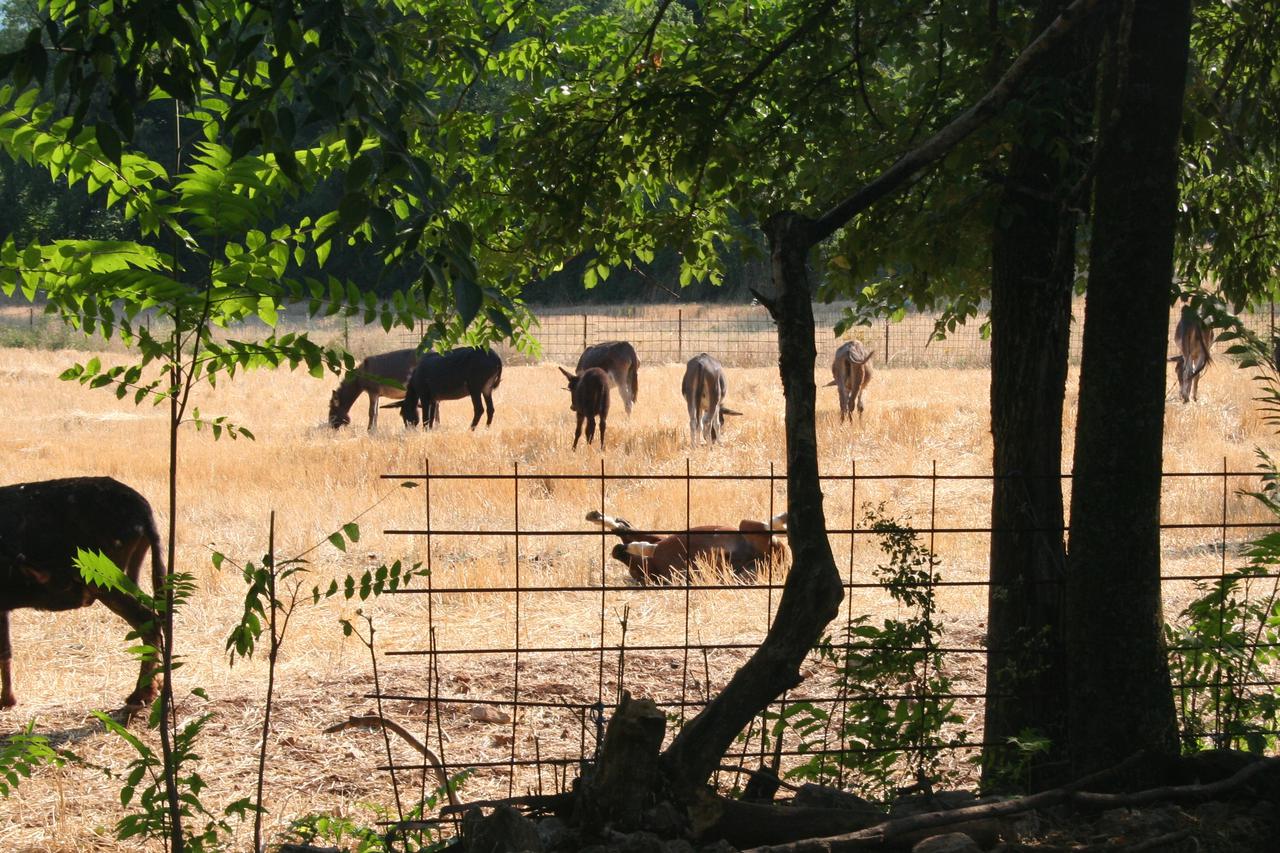 magare3_nnn_bih_07082015