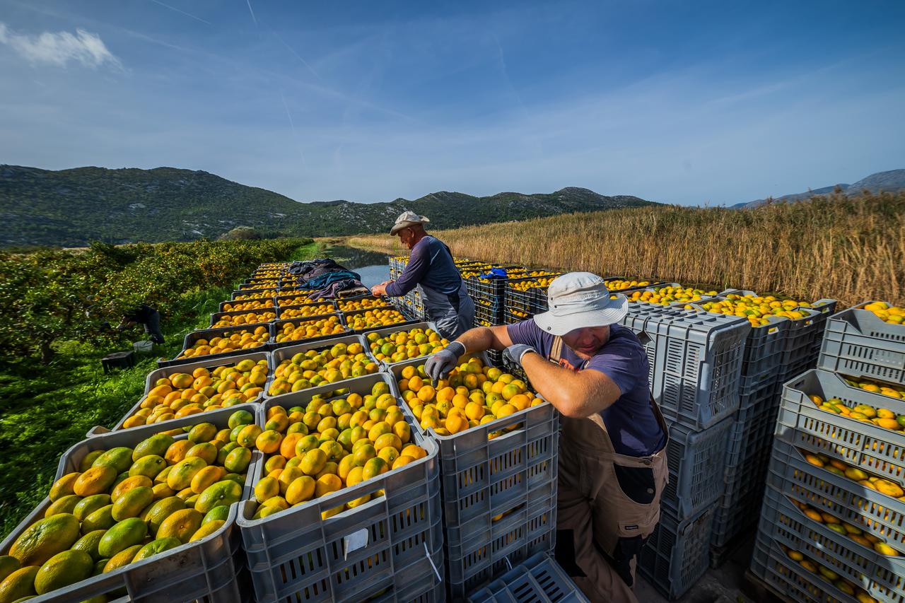 Berba mandarina u dolini Neretve