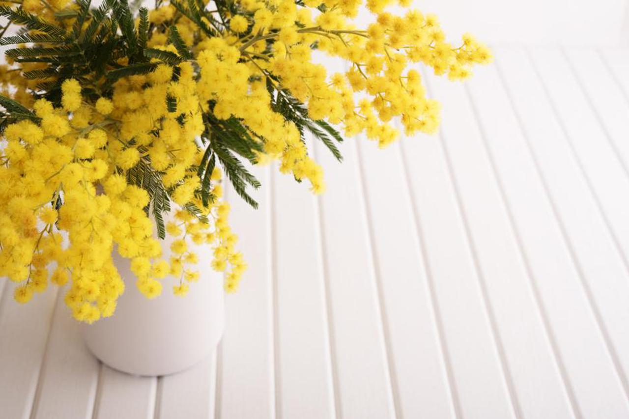 mimoze