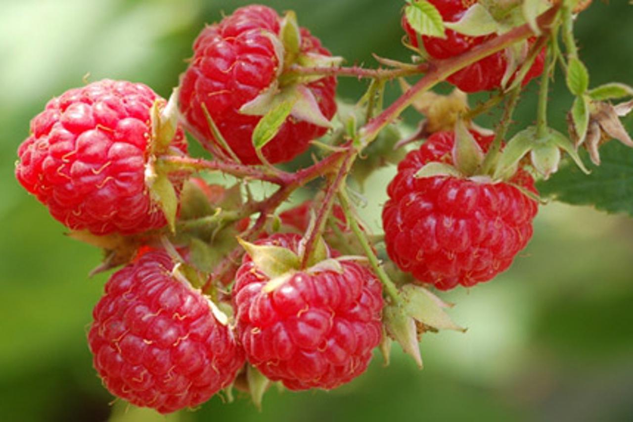 maline