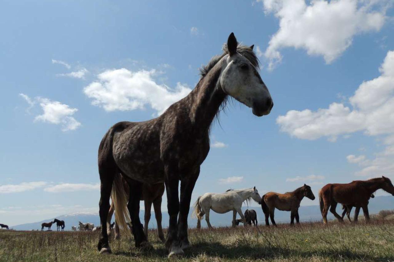 Divlji konji kod Livna