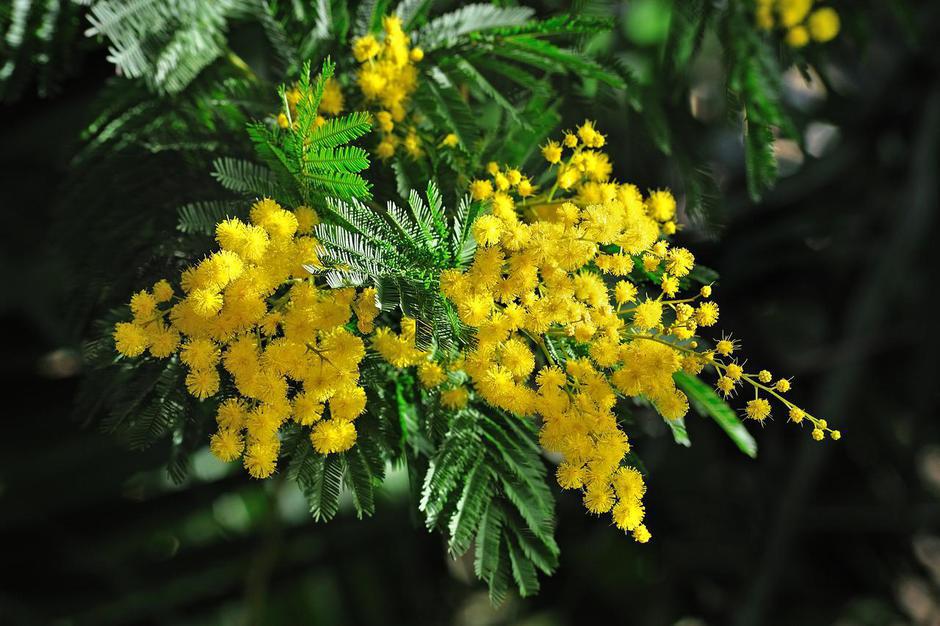 mimoze