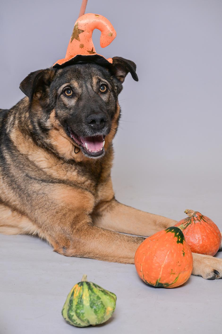 sklonište psi i mačke