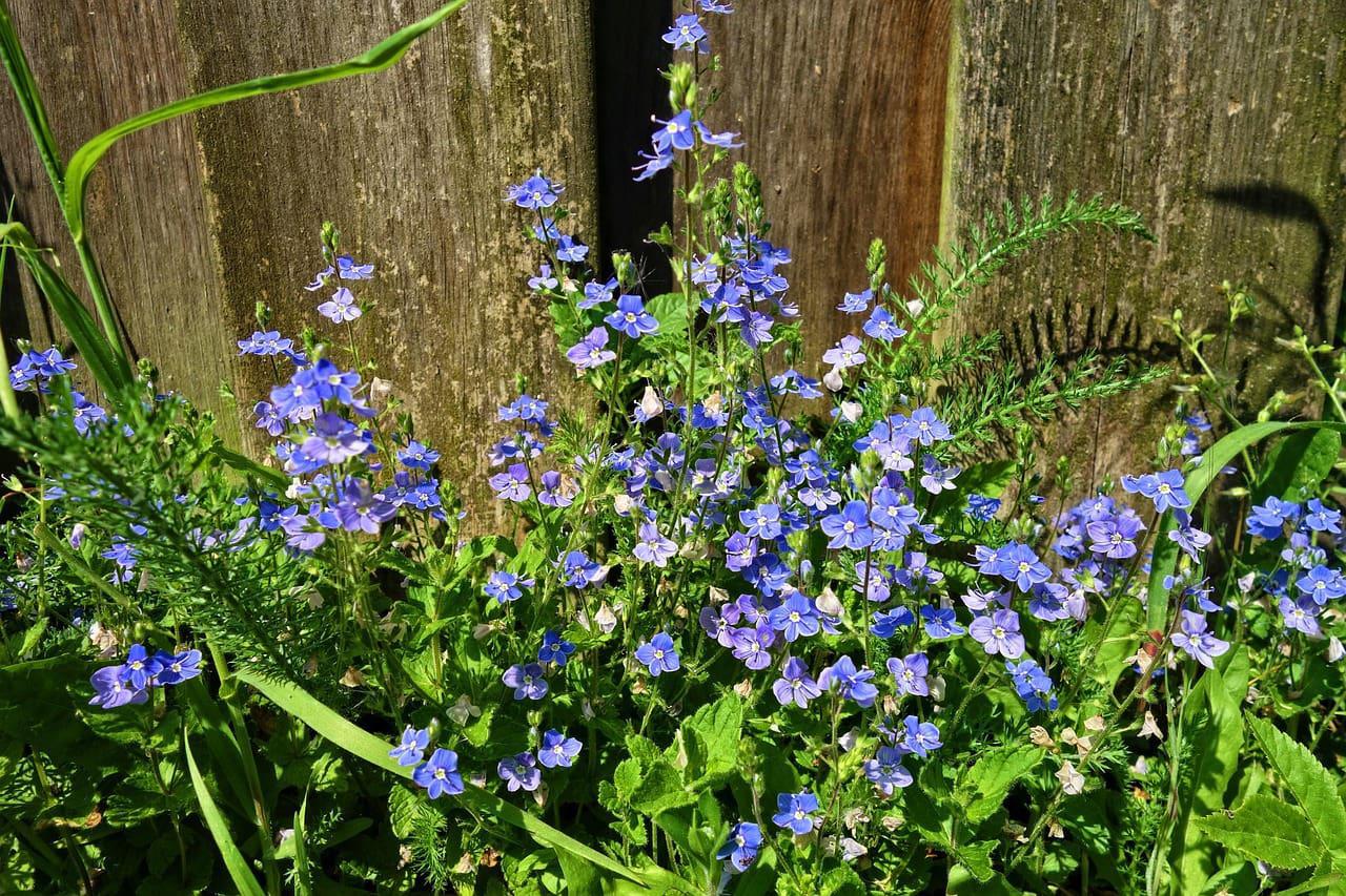 čestoslavica, veronika