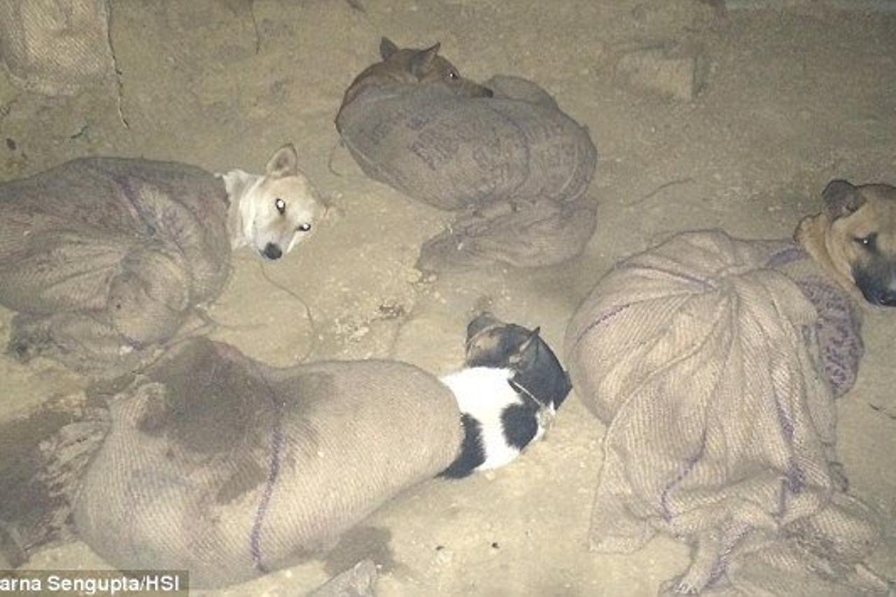 ZAŠILI IM NJUŠKE PA ZATUKLI