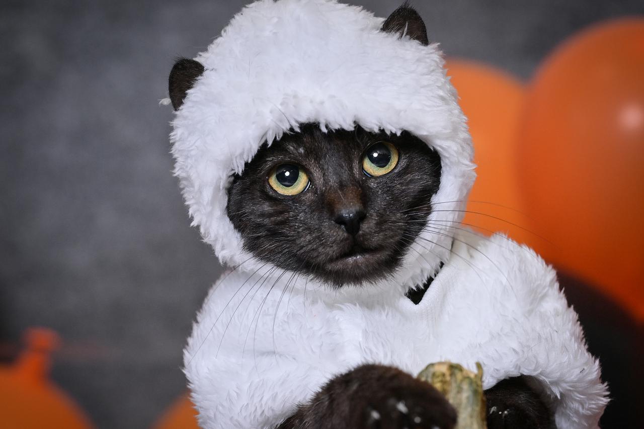 sklonište psi i mačke