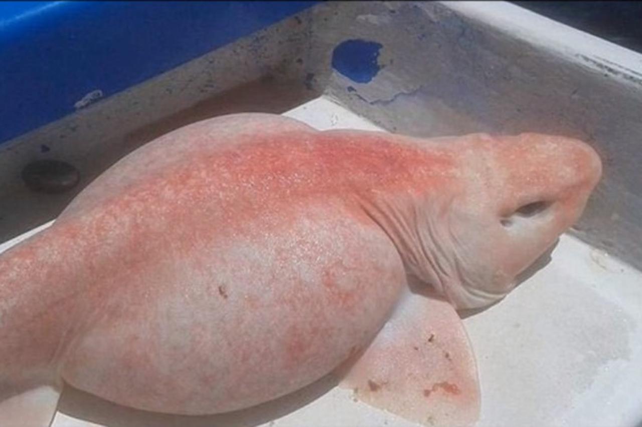 albino