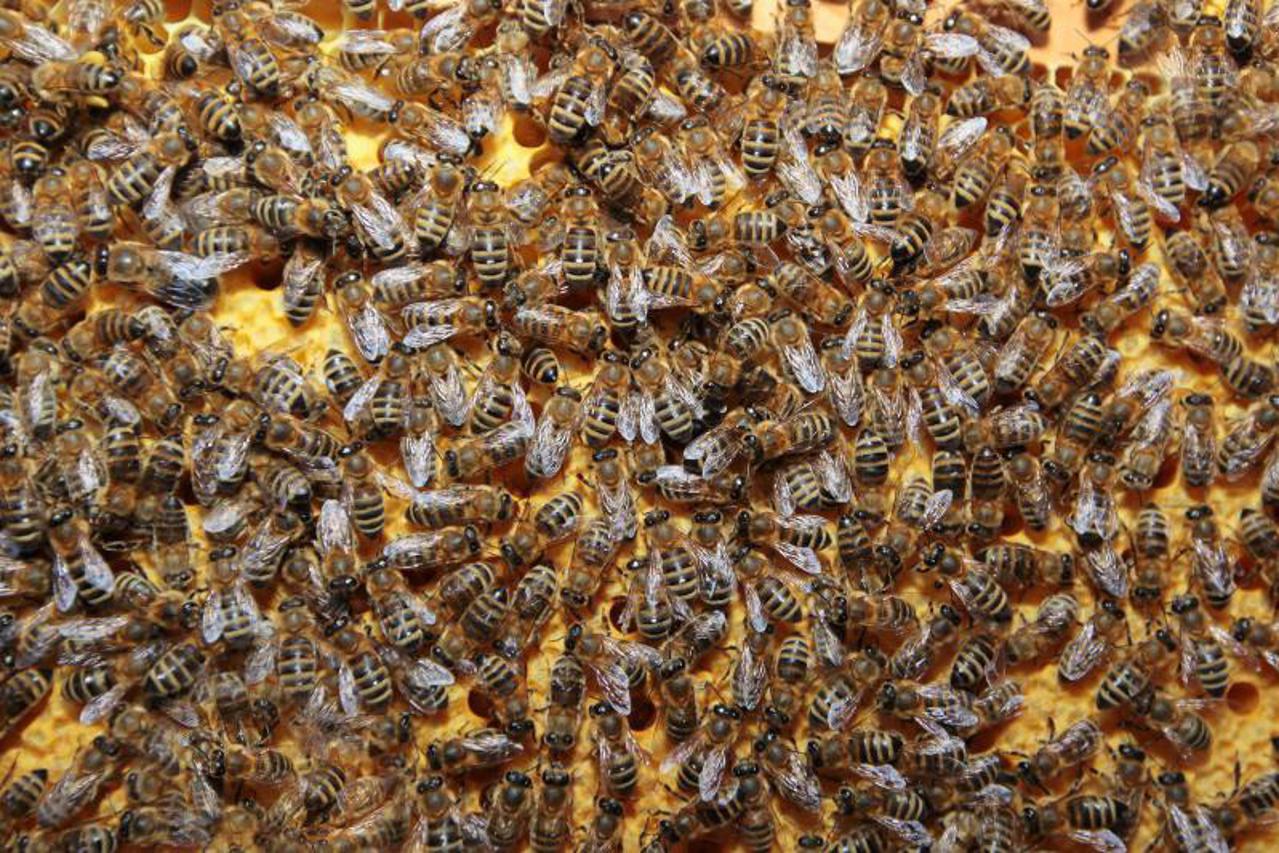 pčele (1)
