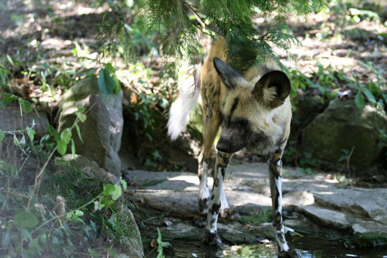 Hijena, ZOO Osijek (1)