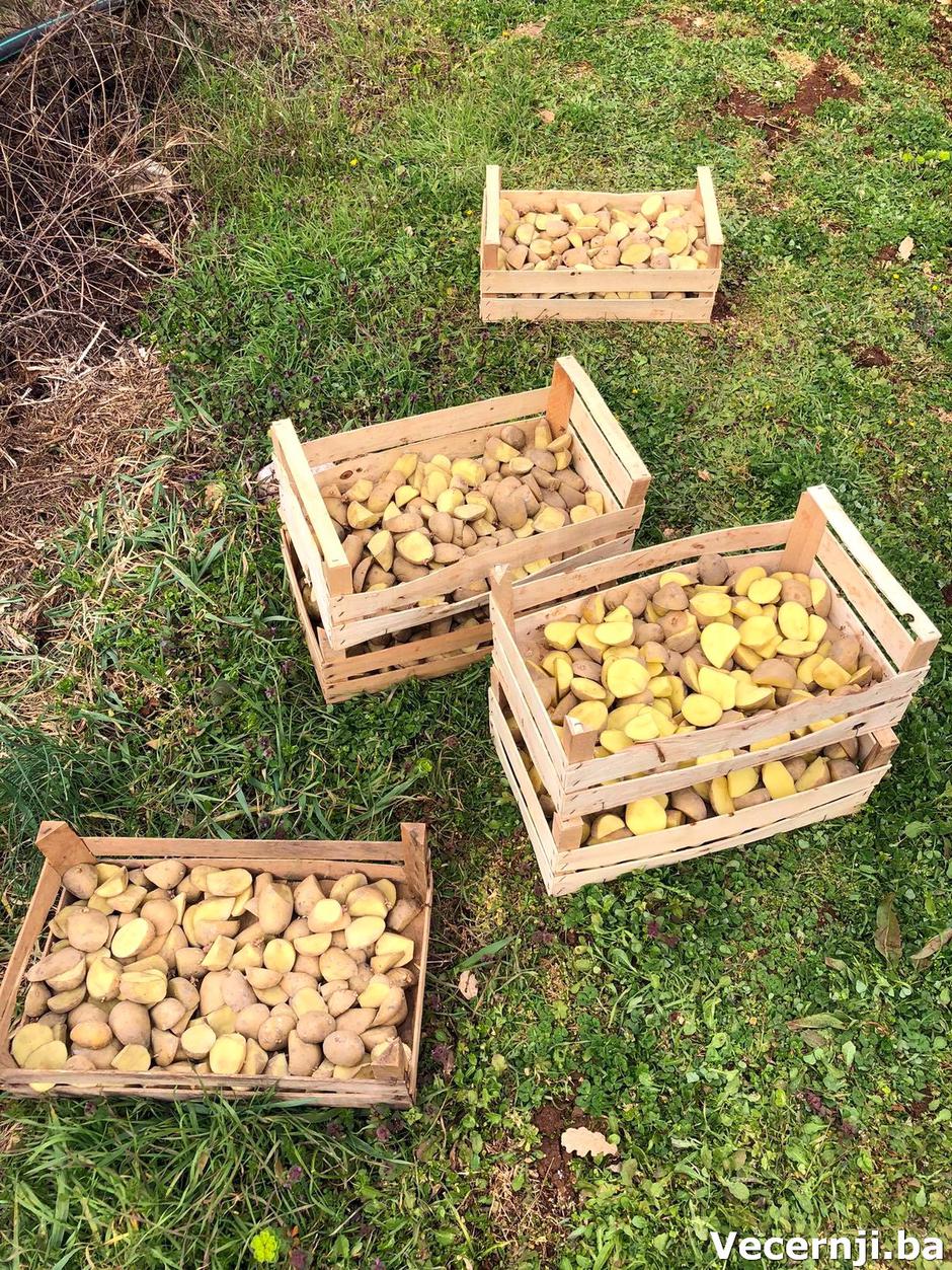 sadnja krumpira dompes