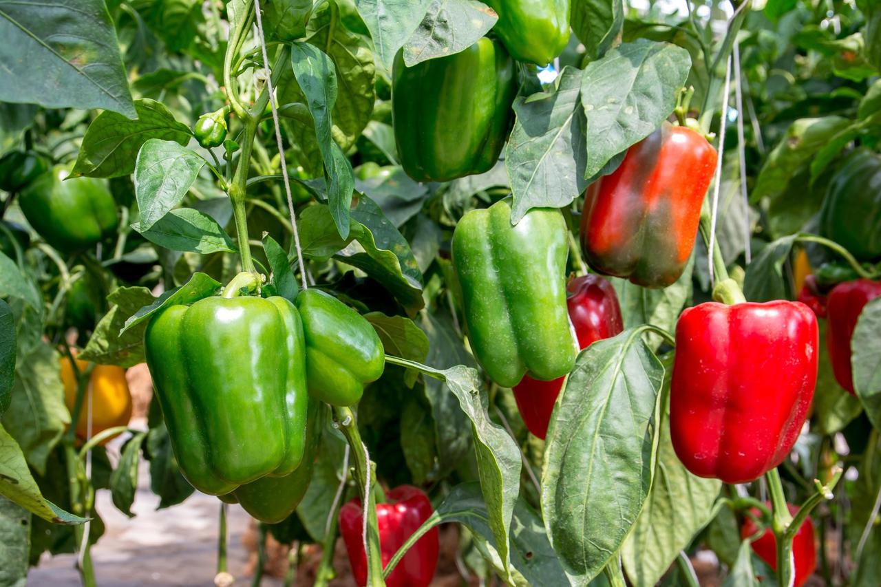 Paprika