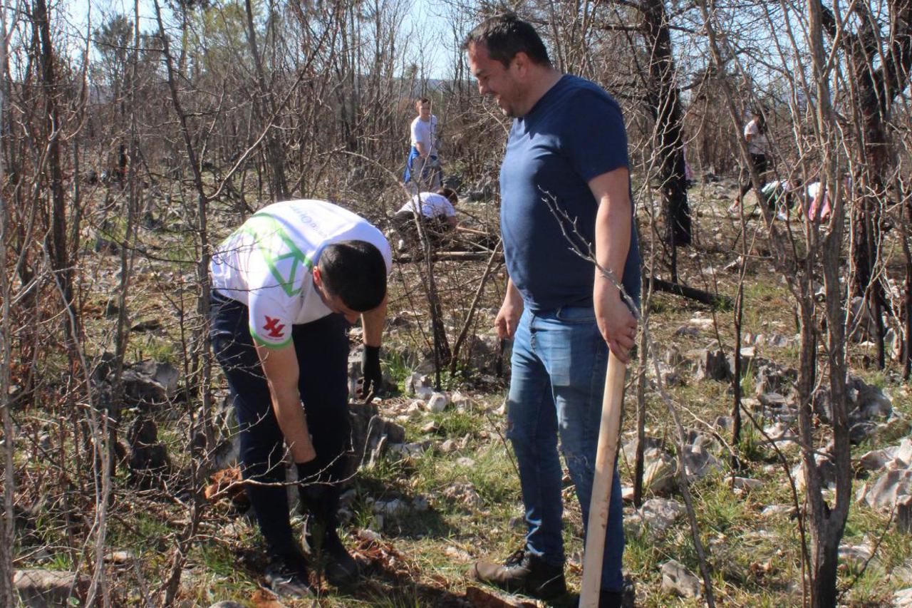 pošumljavanje na Jabuci