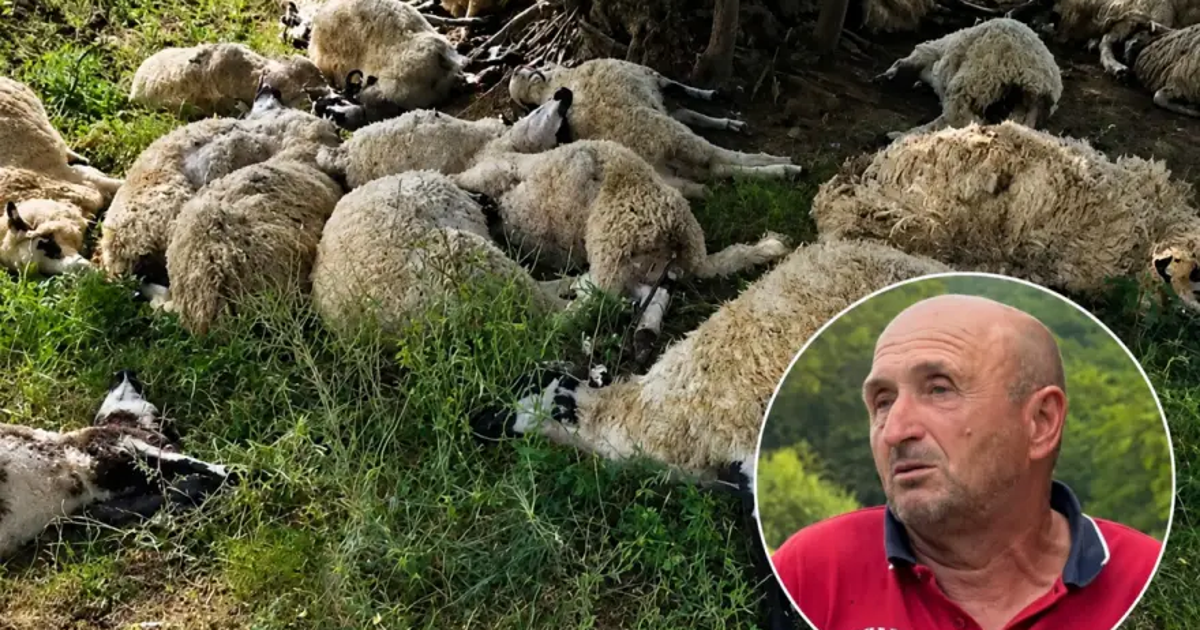UŽAS Na imanju u BiH grom ubio 19 ovaca, vlasnik u očaju, živio je od njih UŽAS Na imanju u BiH grom ubio 19 ovaca, vlasnik u očaju, živio je od njih
