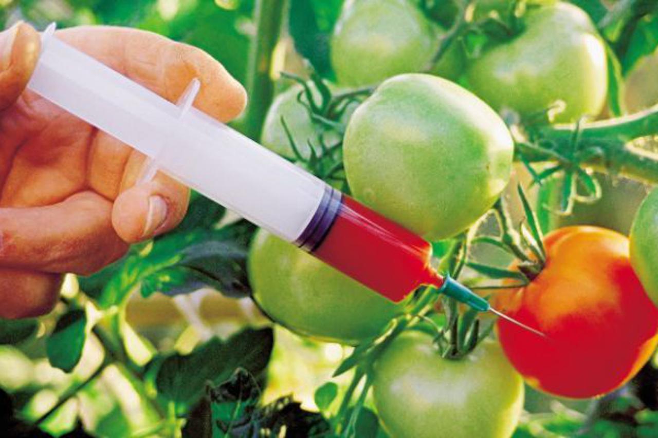 GMO