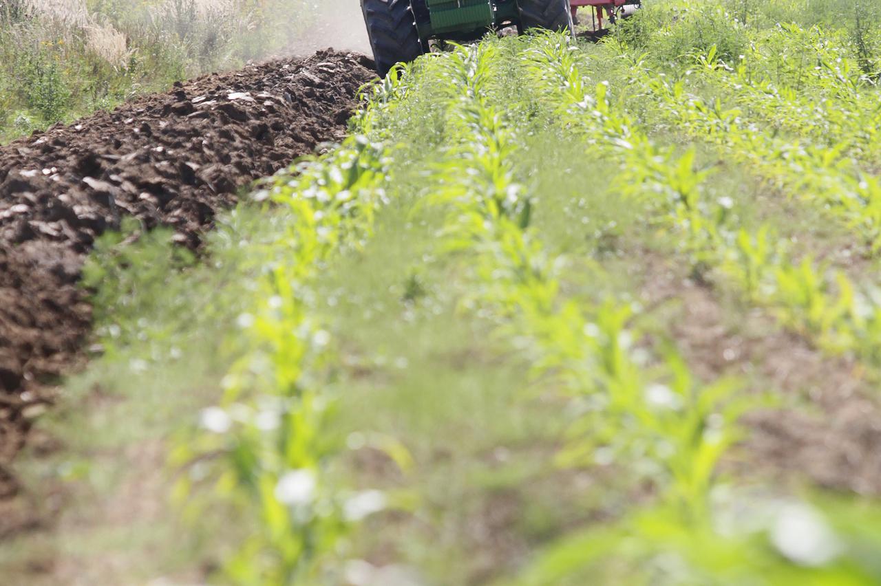 12.08.2011., Koprivnica - Drazen Kusenic iz koprivnickog prigradskog naselja Staglinec zaorao je vise od 20 hektara kukuruza koji je propao zbog suse. Sjetva ga je kostala je 60 tisuca kuna, koje ce uknjiziti kao gubitak, a o tome koliko je trebao zaradit