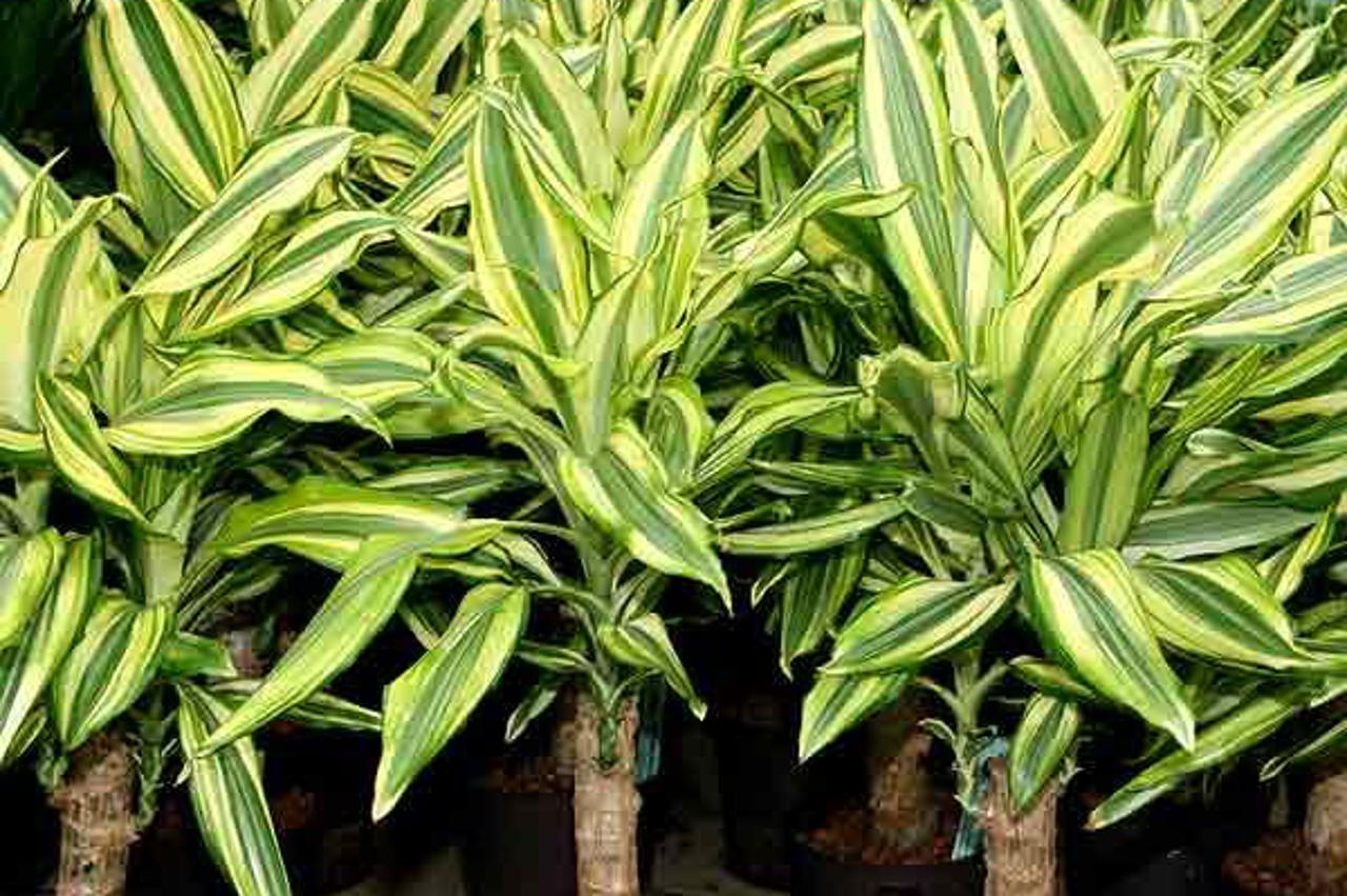 Dracena frangrans dracena  