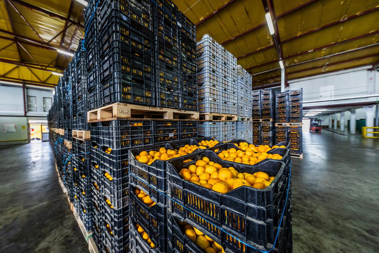 Berba mandarina u dolini Neretve