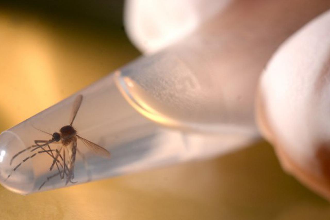 Zika virus