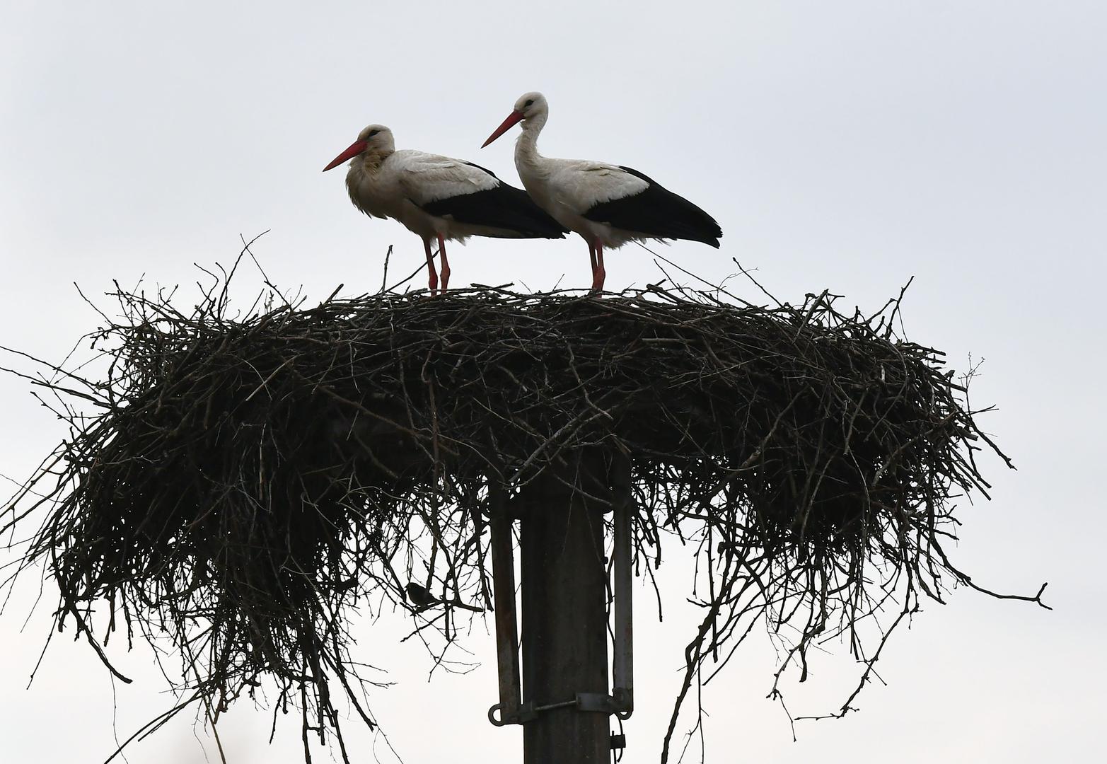 "Njih dvoje sada čekaju da otopli i da počnemo grijati jaja, jer sad im je još uvijek hladno", kaže Vokić. Ipak, nade ne nedostaje, jer je ovaj par već dokazao svoju izdržljivost. Prošle godine imali su troje mladih.