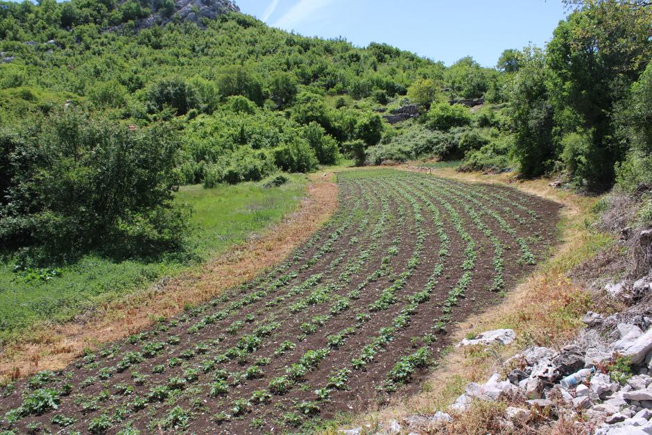baljivac