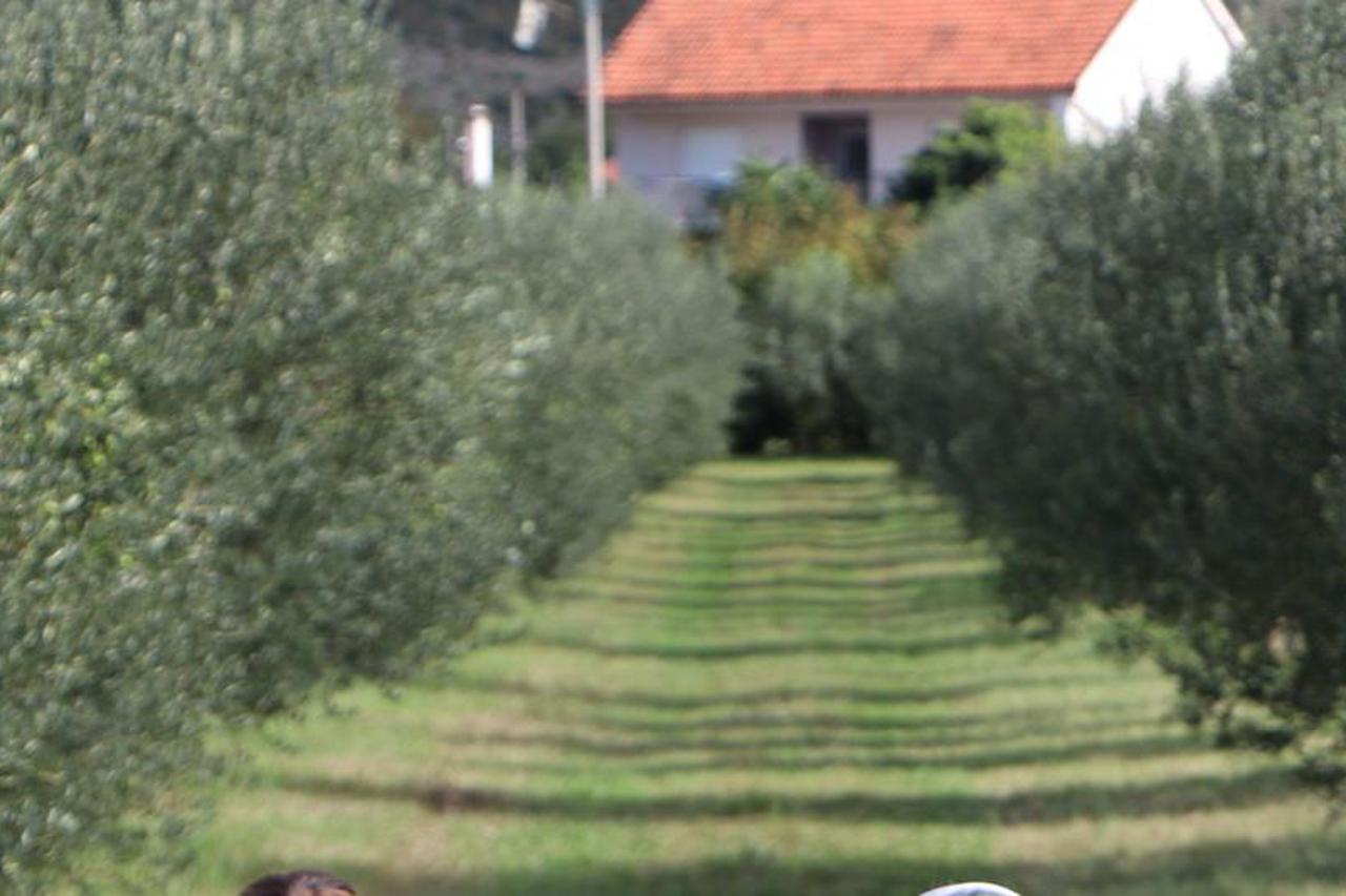 masline