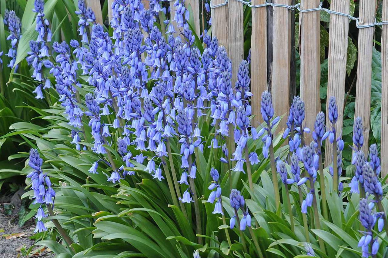 Hyacinthoides hispanica, šumski umbul