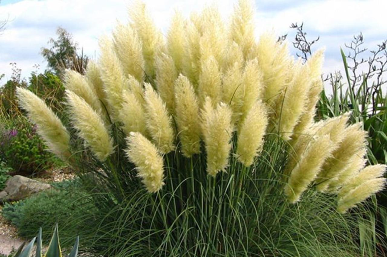pampas trava