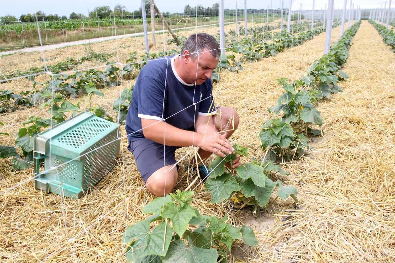 27.06.2015., Imbrovec Jalzabetski - OPG Grunt bavi se uzgojem povrca, cvijeca, ukrasnog bilja i sadnog materijala. Photo: Vjeran Zganec-Rogulja/PIXSELL