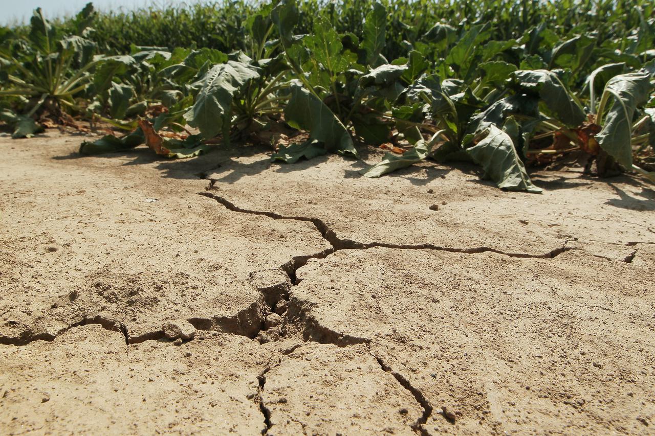 07.08.2013., Koprivnica - Prve negativne posljedice visednevnih visokih temperatura - poljoprivrednici su poceli zbrajati stete koje im je susa nanijela na poljima pod kukuruzom, secernom repom i drugim kulturama u okolici naselja Hlebine i Sigetec.  Phot